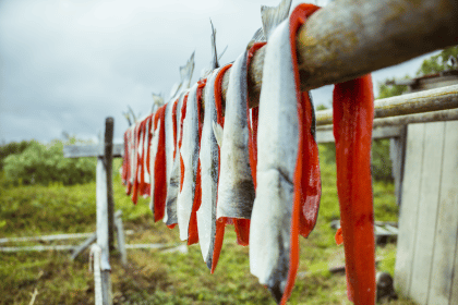 Celebrate an American Success Story — Bristol Bay Wild Sockeye Salmon