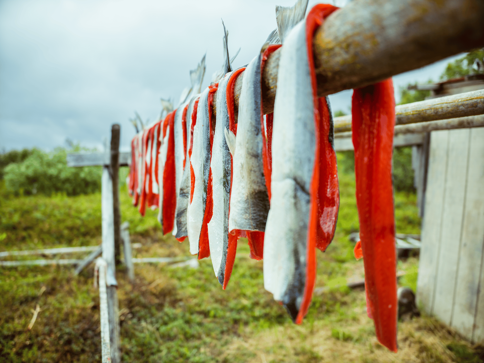 Celebrate an American Success Story — Bristol Bay Wild Sockeye Salmon