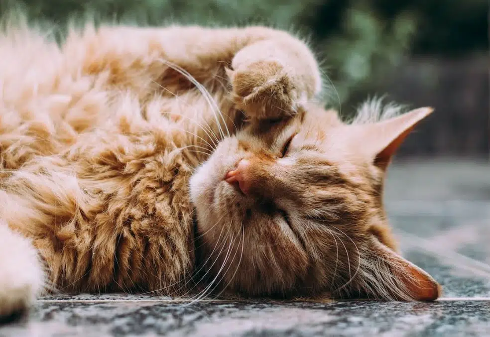 NIH-Funded Study Identifies New, More Effective Approach to Treating Cat Allergies