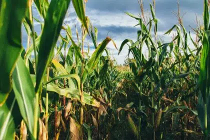 Bipartisan Group of Senators Urge EPA to ‘Chart New Course for Biofuels’
