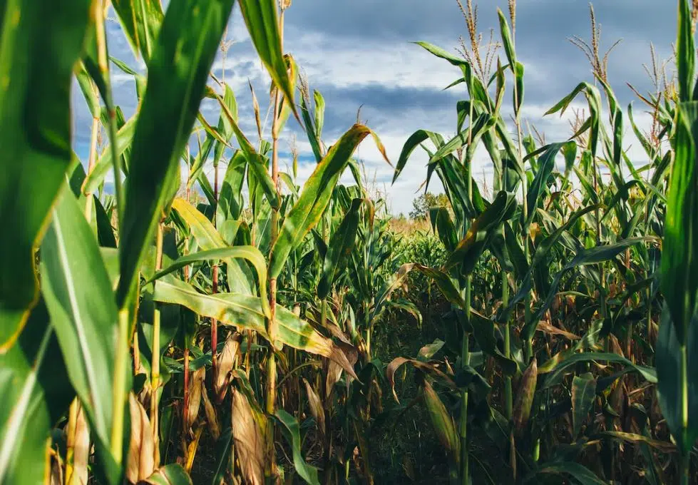 Bipartisan Group of Senators Urge EPA to ‘Chart New Course for Biofuels’