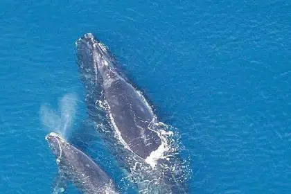 BOEM and NOAA Fisheries Release Draft Right Whale Wind Energy Strategy