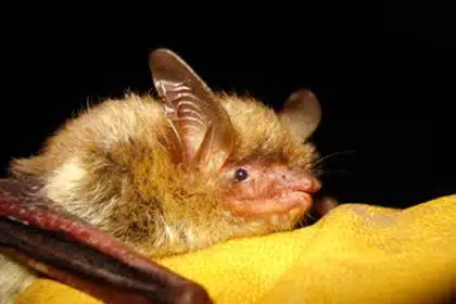 US Bat Species Devastated by Fungus Now Listed as Endangered