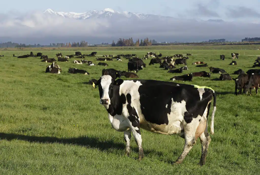 New Zealand Targets Cow Burps to Help Reduce Global Warming