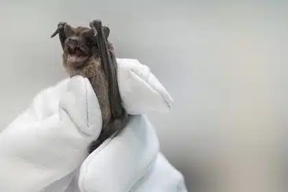 Bats Plunge to Ground in Cold; Saved by Incubators, Fluids