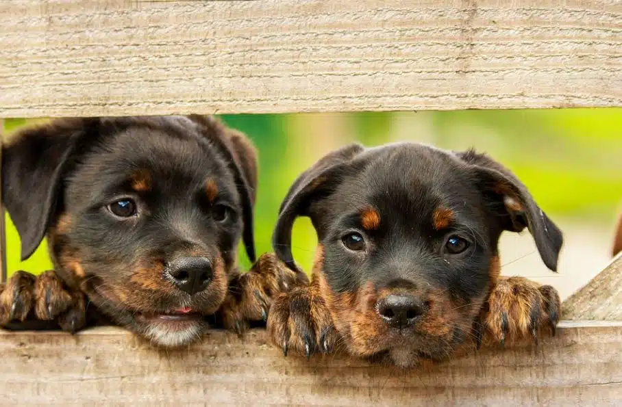 Canine Brain Wiring Influenced by Human-Driven Breeding Practices
