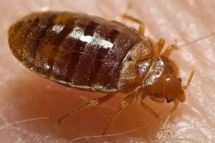 DC Ranked No. 9 for Bed Bugs in New Orkin Survey