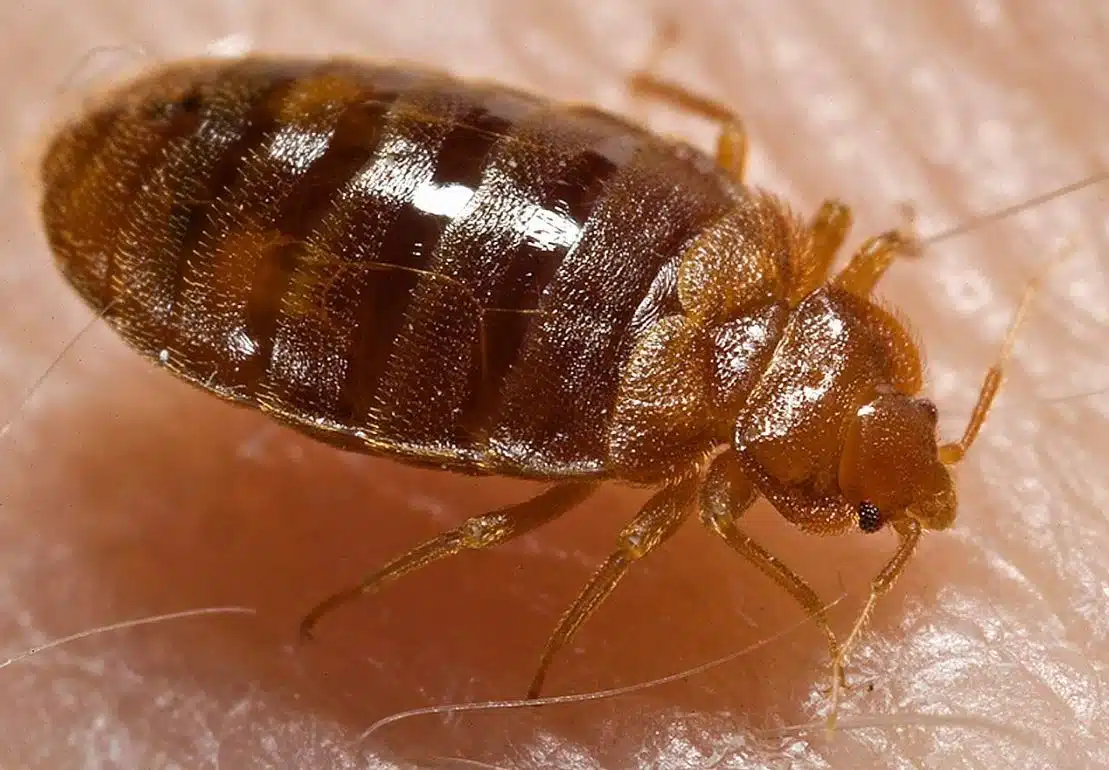 DC Ranked No. 9 for Bed Bugs in New Orkin Survey