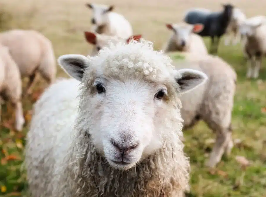 ASPCA Calls for More Humane Livestock Rules in Farm Bill
