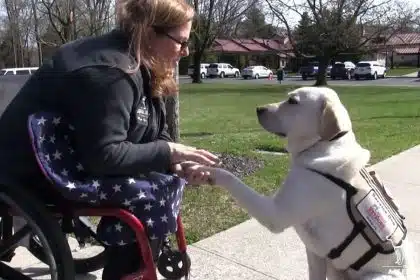 Bipartisan Bill to Benefit ‘VetDogs’ Reintroduced