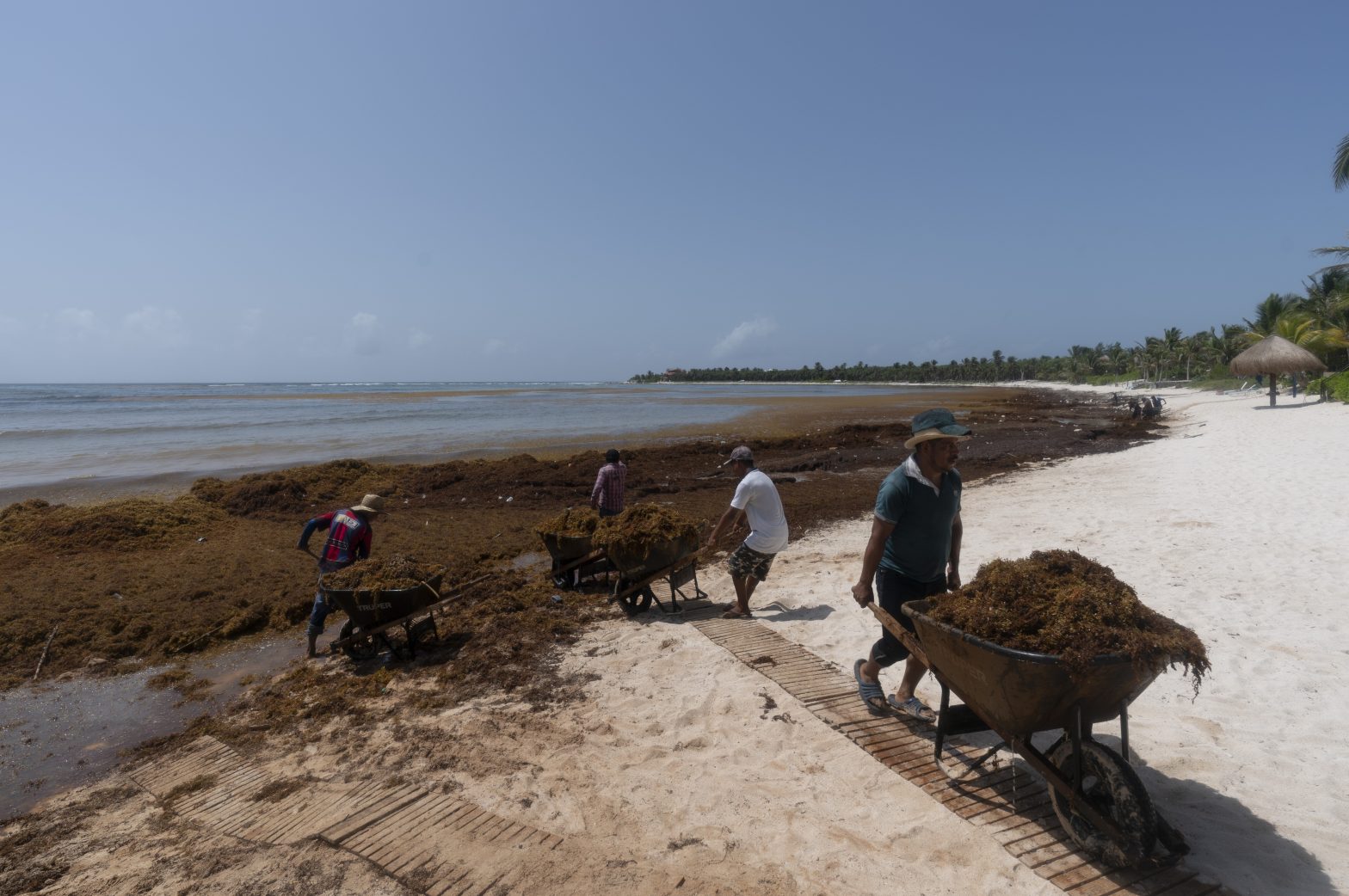 Behind Massive Seaweed Belt Headed for Some Atlantic Beaches