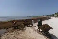 Behind Massive Seaweed Belt Headed for Some Atlantic Beaches
