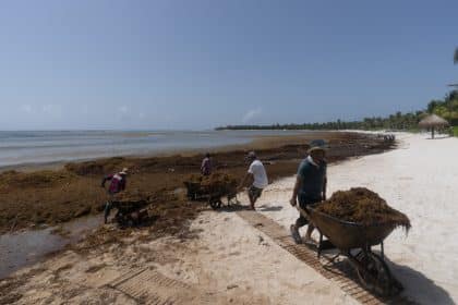 Behind Massive Seaweed Belt Headed for Some Atlantic Beaches