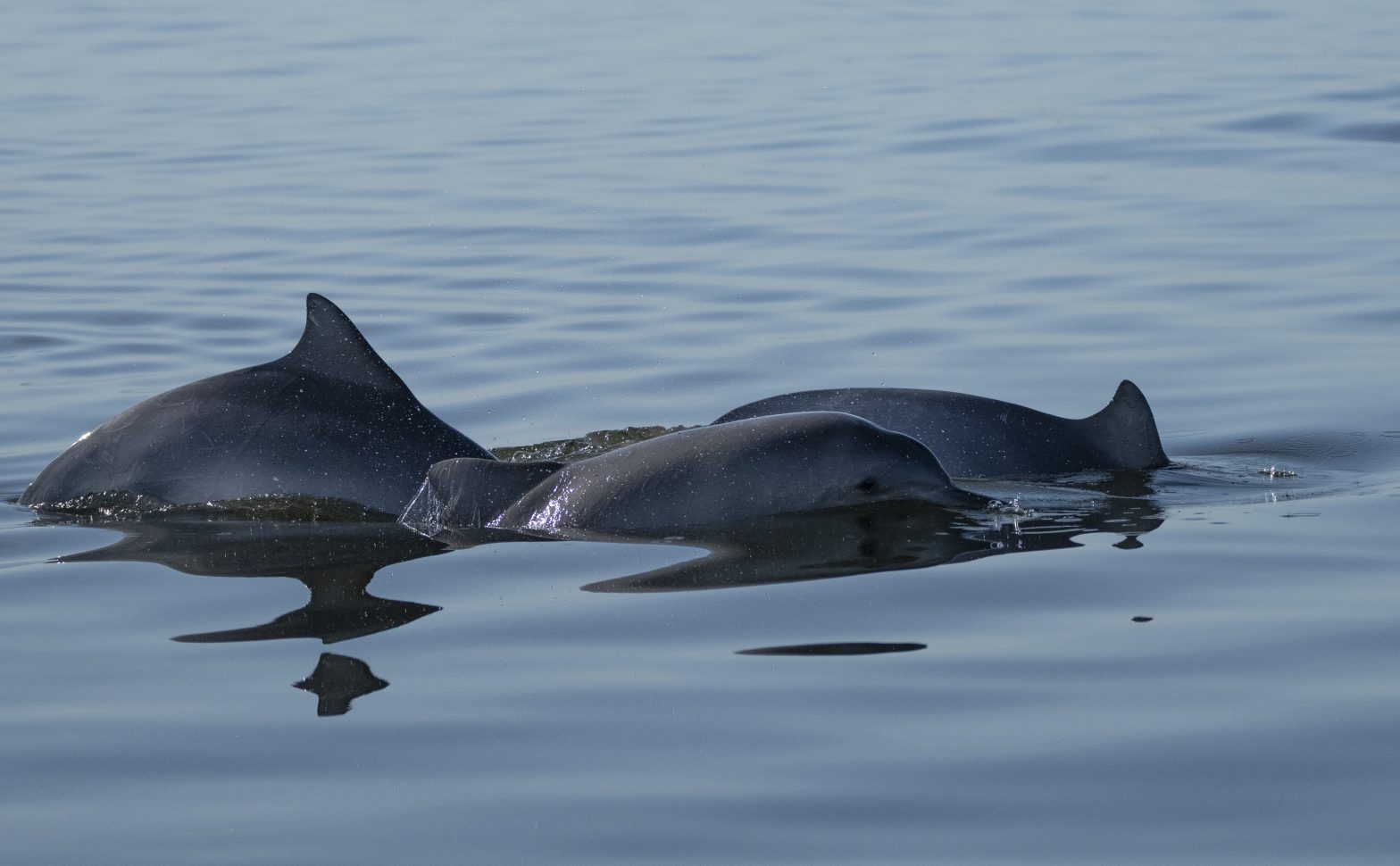 Nations Reach Accord to Protect Marine Life on High Seas