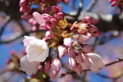 Saturday Marks Start of Annual Cherry Blossom Festival