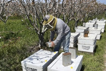 California Storms Hit Beekeepers, but Honey Outlook’s Sweet