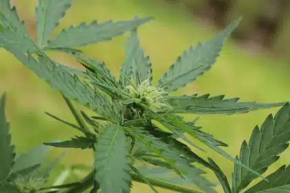 Renewed Bipartisan Effort Aims to Open Banking to Cannabis Industry